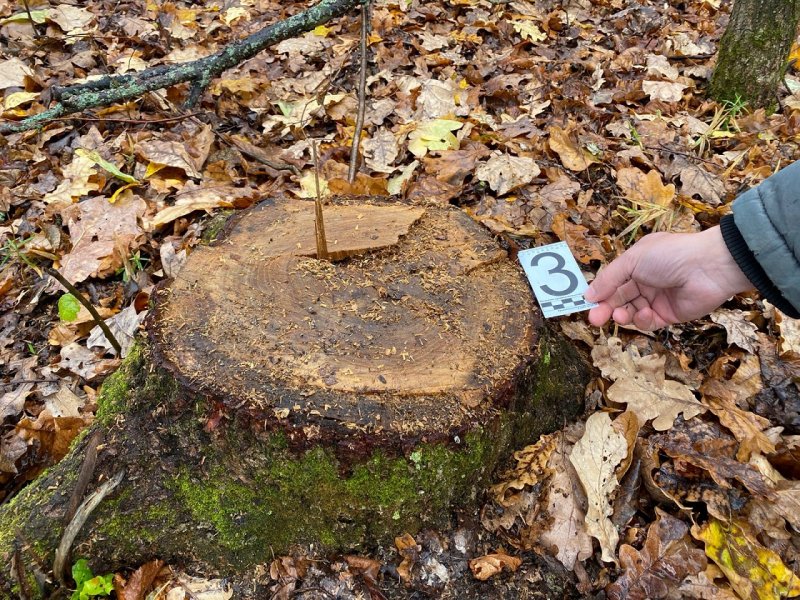 В Чувашии полицейские раскрыли факт незаконной рубки деревьев в Комсомольском округе